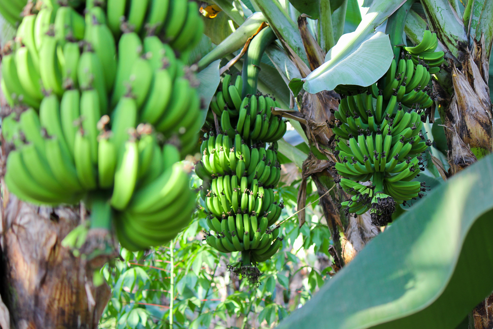 Cunosti beneficiile bananelor verzi